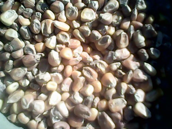 玉米霉變 玉米霉變