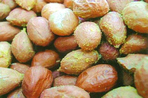 黃曲霉毒素污染 黃曲霉毒素污染