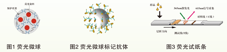 時間分辨熒光納米微球標記技術 時間分辨熒光納米微球標記技術