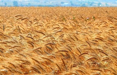 糧食真菌毒素 糧食真菌毒素