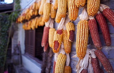 玉米怎么產生黃曲霉的 玉米怎么產生黃曲霉的