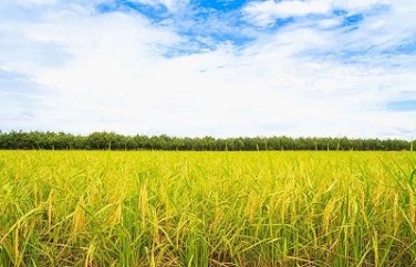 小麥嘔吐毒素 小麥嘔吐毒素