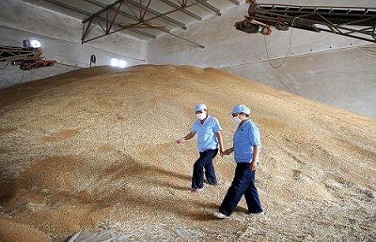 小麥嘔吐毒素 小麥嘔吐毒素