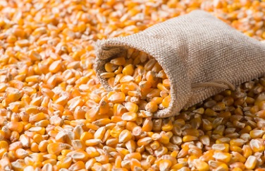 黃曲霉毒素 黃曲霉毒素