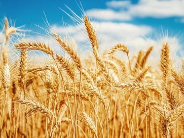 大米中的鎘含量超標是如何引起的? 大米中的鎘含量超標是如何引起的?