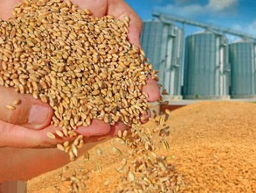 糧食黃曲霉毒素 糧食黃曲霉毒素