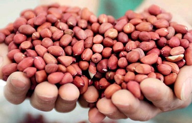 玉米黃曲霉毒素 玉米黃曲霉毒素