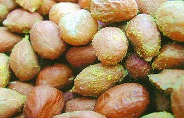 真菌毒素 真菌毒素