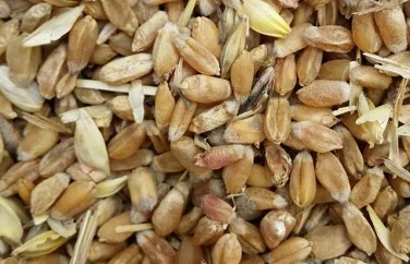 小麥嘔吐毒素 小麥嘔吐毒素