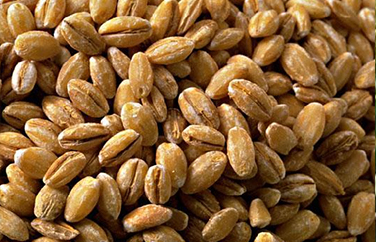 嘔吐毒素 嘔吐毒素