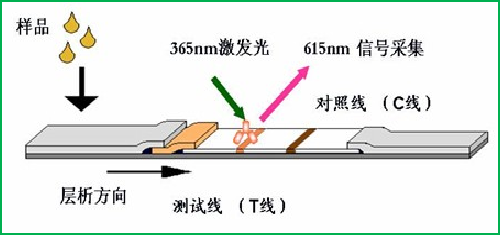熒光定量檢測法 熒光定量檢測法