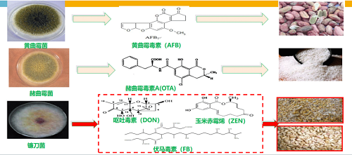 真菌毒素監管 真菌毒素監管
