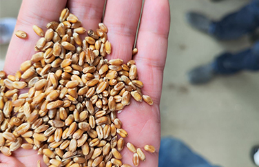 小麥嘔吐毒素 小麥嘔吐毒素