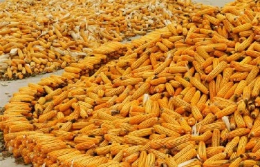 嘔吐毒素 嘔吐毒素