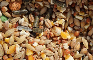 嘔吐毒素 嘔吐毒素